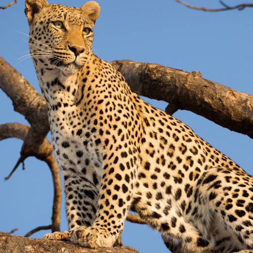 Wild With Evans Safaris